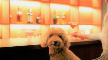 レジーナリゾート旧軽井沢（レジーナリゾートキュウカルイザワ） / 10