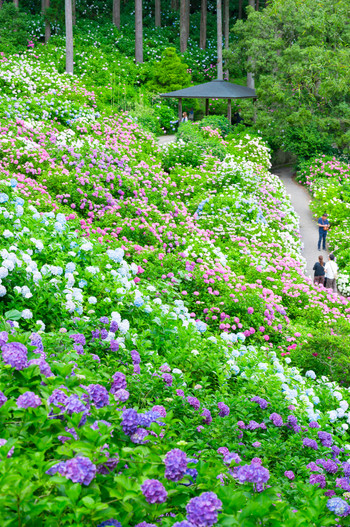 満開の紫陽花 (千葉県茂原市 服部農園あじさい屋敷) 2018年6月