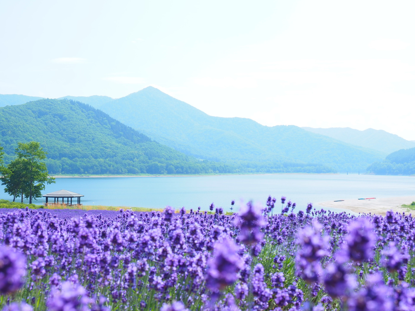 北海道の絶景 南富良野町 かなやま湖ラベンダー園