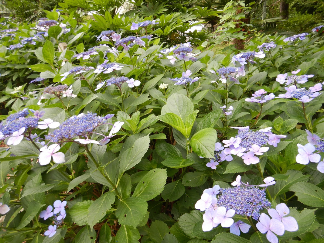 お庭のあじさいが見ごろでした