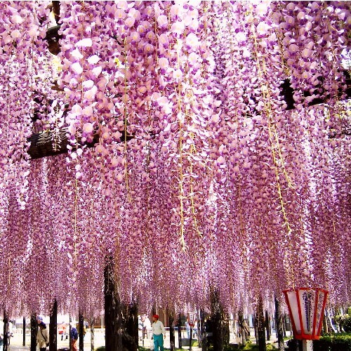 Kumano's Long Wisteria