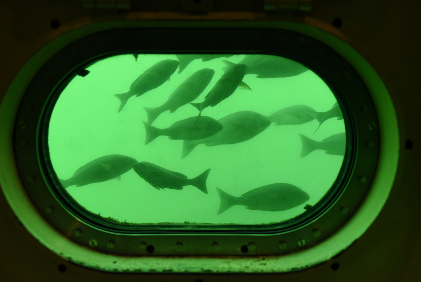 かつうら海中公園の窓から見た光景１