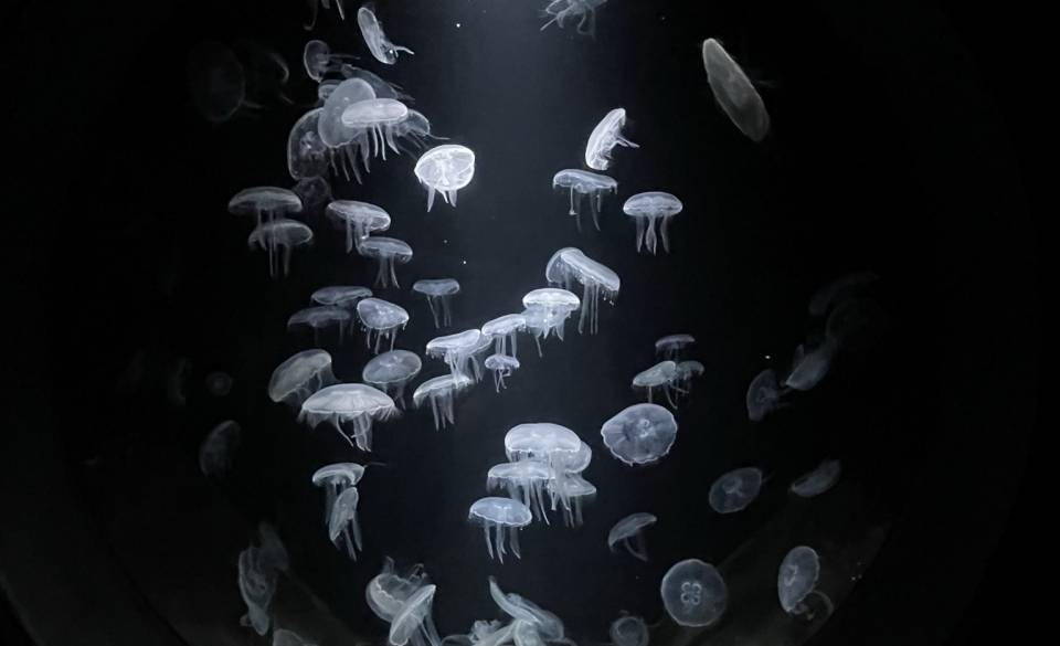 鶴岡市立加茂水族館 / 4