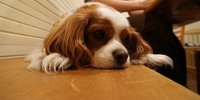 愛犬とランチ♪神奈川県のおすすめドッグカフェ7選