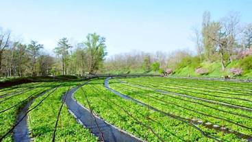 観光スポット / 30