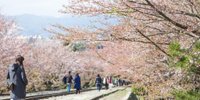 線路を歩きながら桜を見よう♪京都「蹴上インクライン」でお花見！