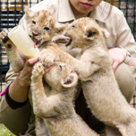 「富士サファリパーク」を遊び尽くすならここ！おすすめのホテル7選／静岡