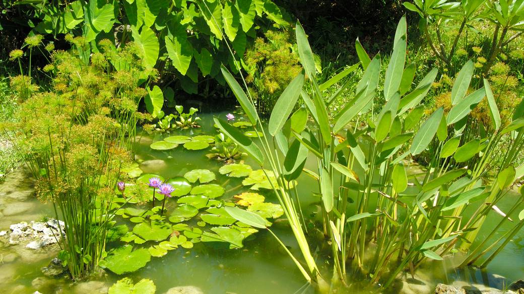 さちばるの庭 / 3