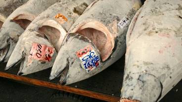 観光スポット / 16