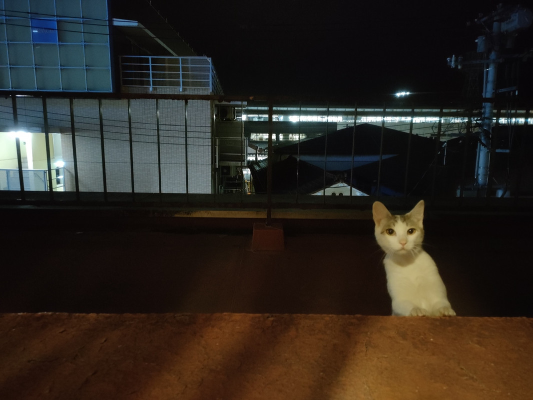 向かいはすぐJR一関駅。何故かベランダから猫がお出迎え。