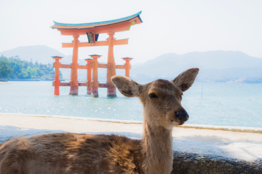 2つの世界遺産や豊かな自然に触れ合える！広島県ってこんな場所！3433584