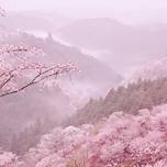 「日本一の桜」と称される吉野山にお花見へ。宿泊におすすめの旅館6選／奈良