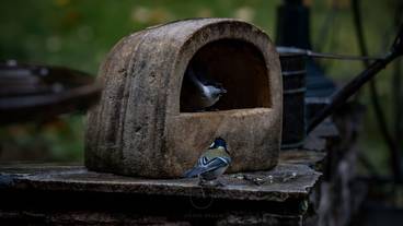 ガーデン ビュー / 6