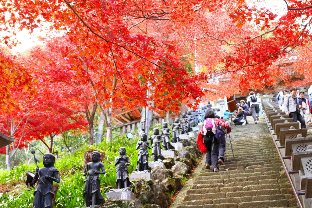 昼も夜も美しい「大山寺のもみじ祭り」4081853