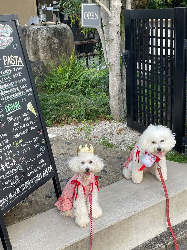 toy_poo_hinakoさんの写真 / 1