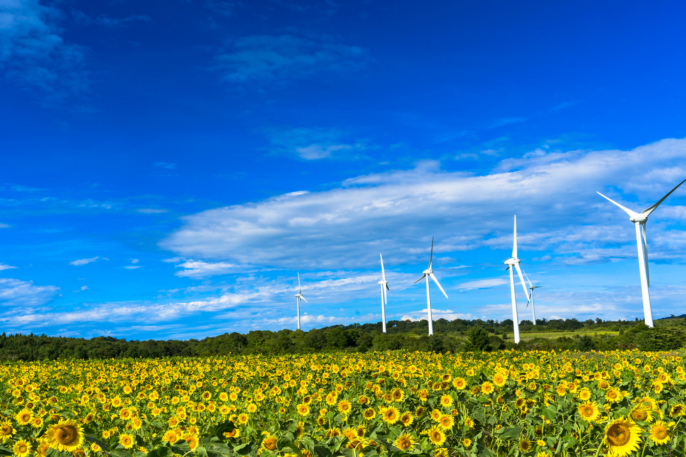 青空と布引高原のひまわり　福島県郡山市