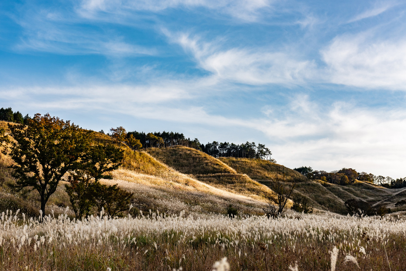 兵庫県・砥峰高原　秋イメージ