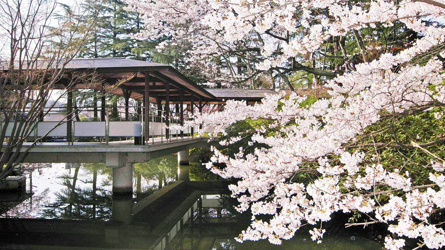 春の松泉湖 桜
