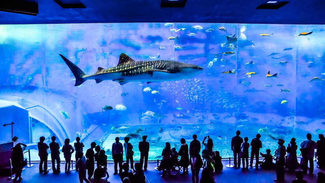 美ら海水族館 / 3