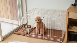 ベーシック ツインルーム (2F)ペット同泊可