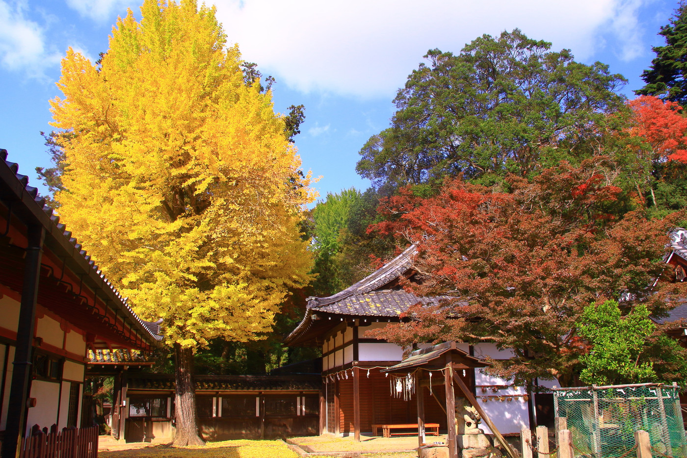 奈良公園(奈良市)手向山八幡宮の紅葉