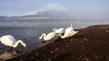 ランド ビュー / 32