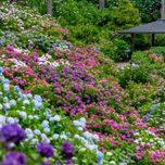 気分も晴れる梅雨のおでかけを。雨の日にこそ訪れたい「あじさい」スポット