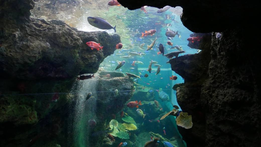 「鴨川シーワールド」で
大迫力のショーに驚き！ / 3