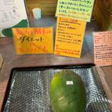 大川温泉（オオカワオンセン）