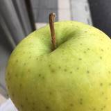 フルーツ いわなが（フルーツイワナガ）