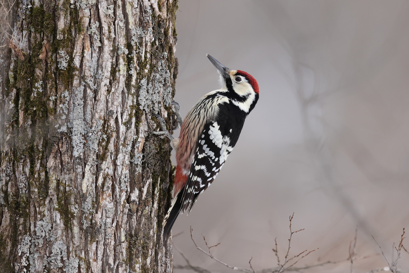 枯れ木に止まるオオアカゲラのオス