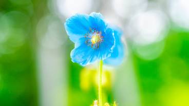 白馬五竜高山植物園 / 3
