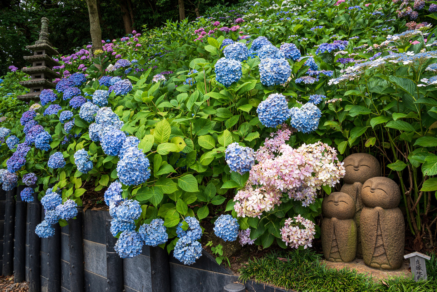 鎌倉・長谷寺　あじさい散策路の五重塔と良縁地蔵とあじさい