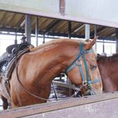 フロンティアホースグループ エルパティオ牧場（熊本県 リゾートホテル） / 3