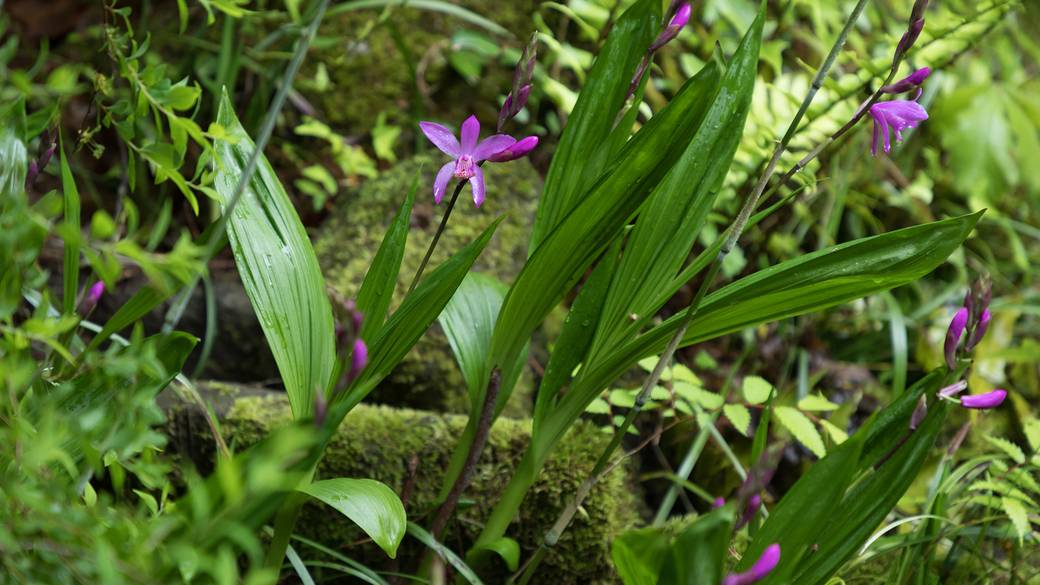 四季折々の花 / 4
