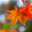bloom0