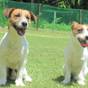 【早割30】30日前の予約でお得【部屋食】愛犬・愛猫と温泉旅行★スタンダードの和食お膳 | きぬ川国際ホテル