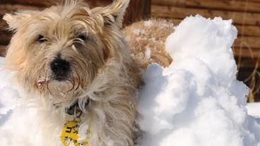 ペット同伴可 / 34