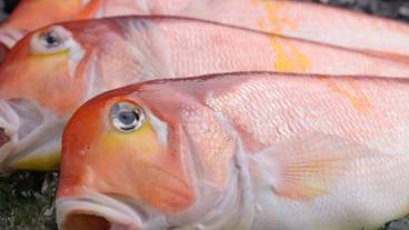 食事・飲み物 / 1