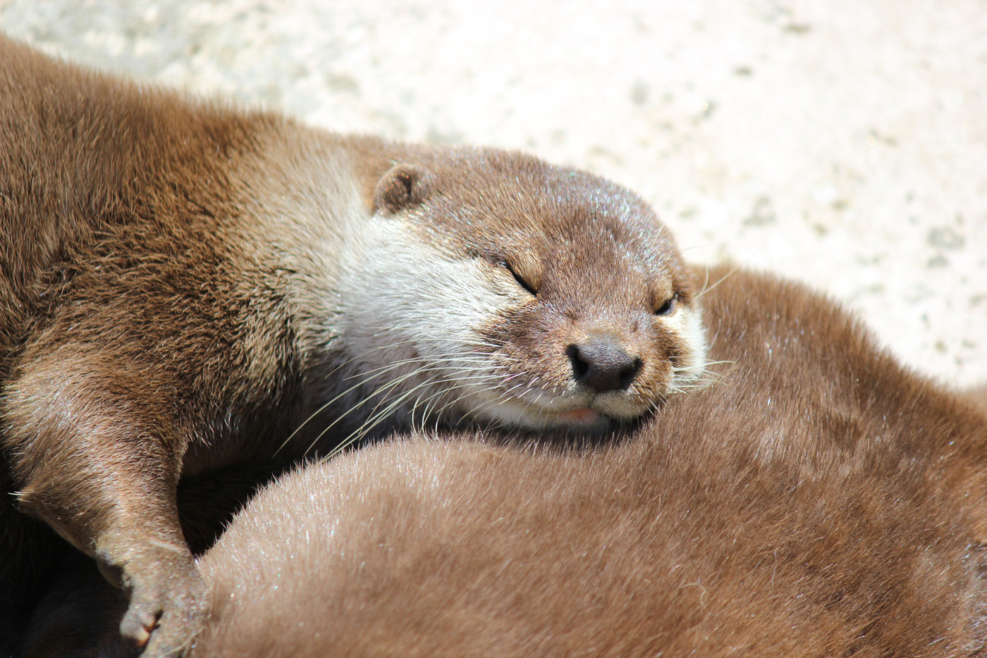 コツメカワウソお昼寝中…