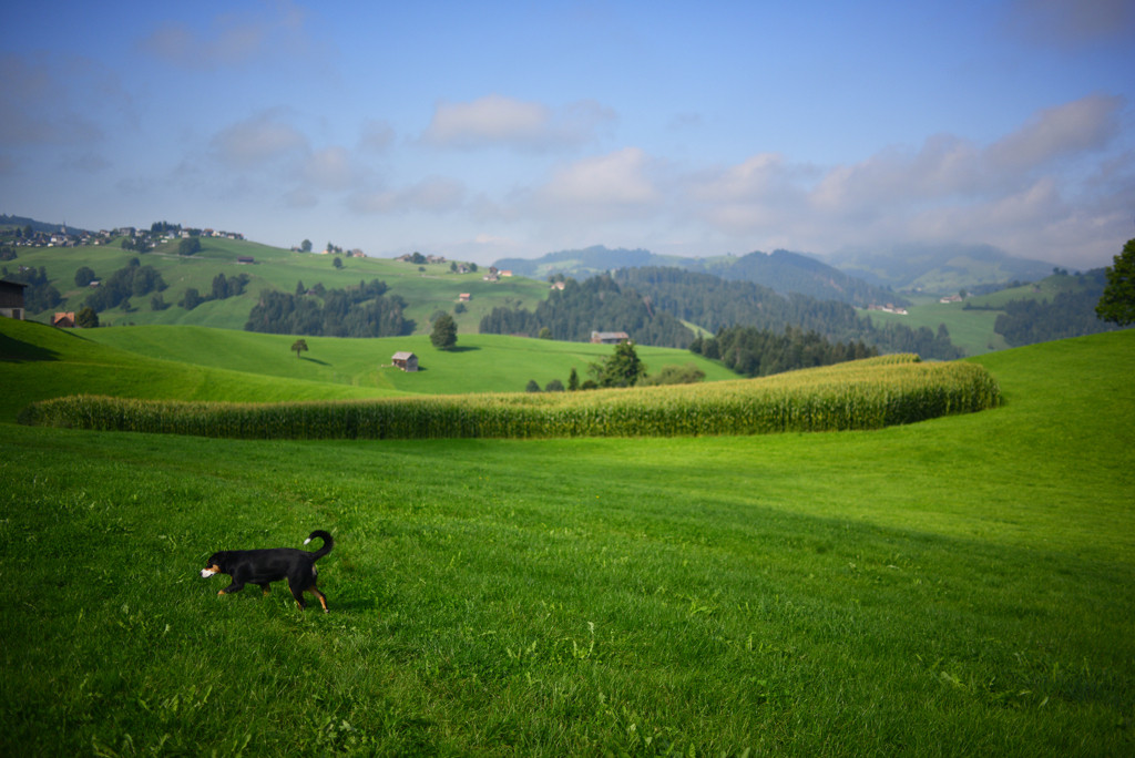 初めてのペット同伴旅は、札幌がおすすめ!3942352