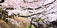 京都「哲学の道」～せせらぎに耳をすませて歩く桜のトンネル