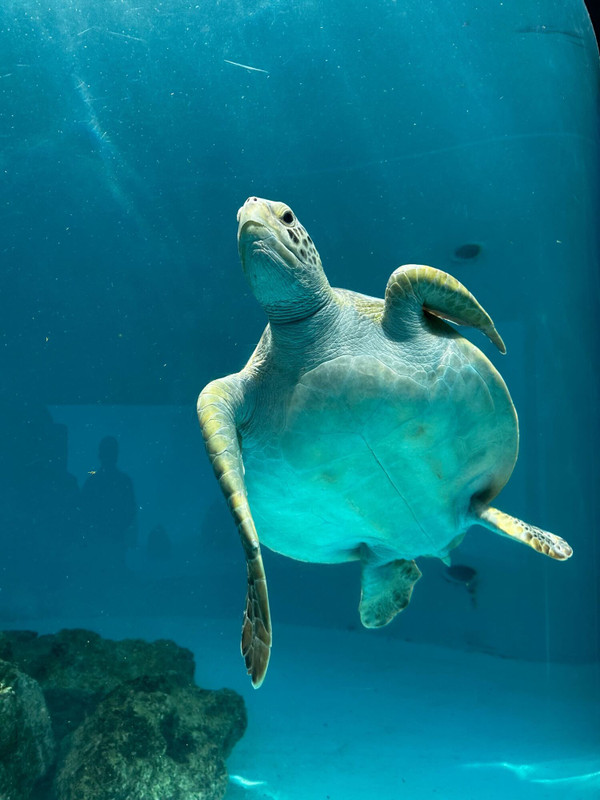 icotto_mauさんの写真 / 2