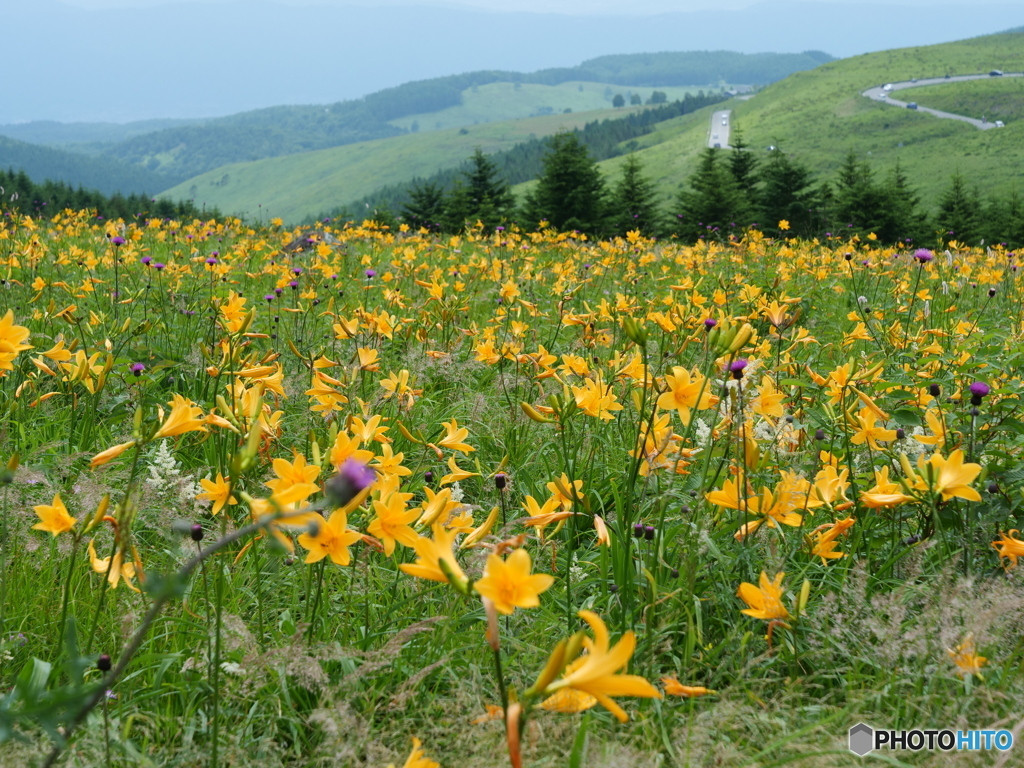 このコースを歩いてみよう！八島ヶ原湿原（やしまがはらしつげん）満喫登山コース4235643