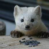 奥屈斜路温泉 ランプの宿 森つべつ（北海道 リゾートホテル） / 2