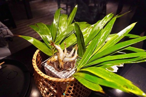 ranunculus___________さんの写真 / 5