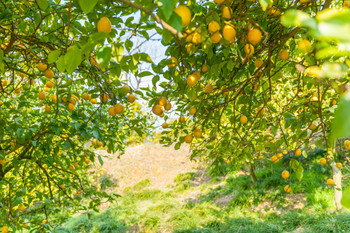 Lemon Valley in Setoda