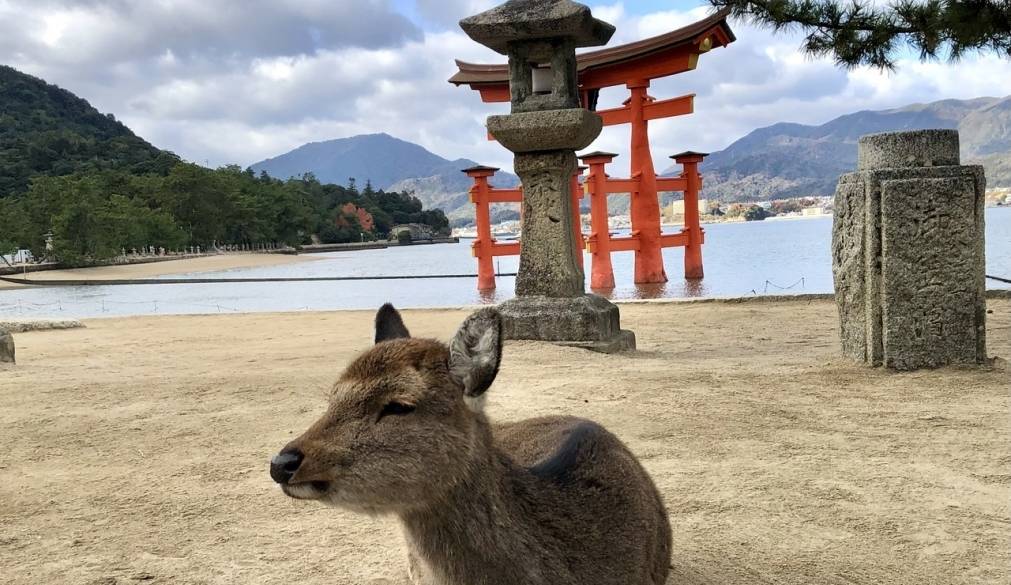 宮島の鹿 / 4