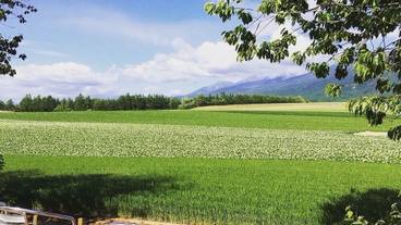 テラス / パティオ / 13