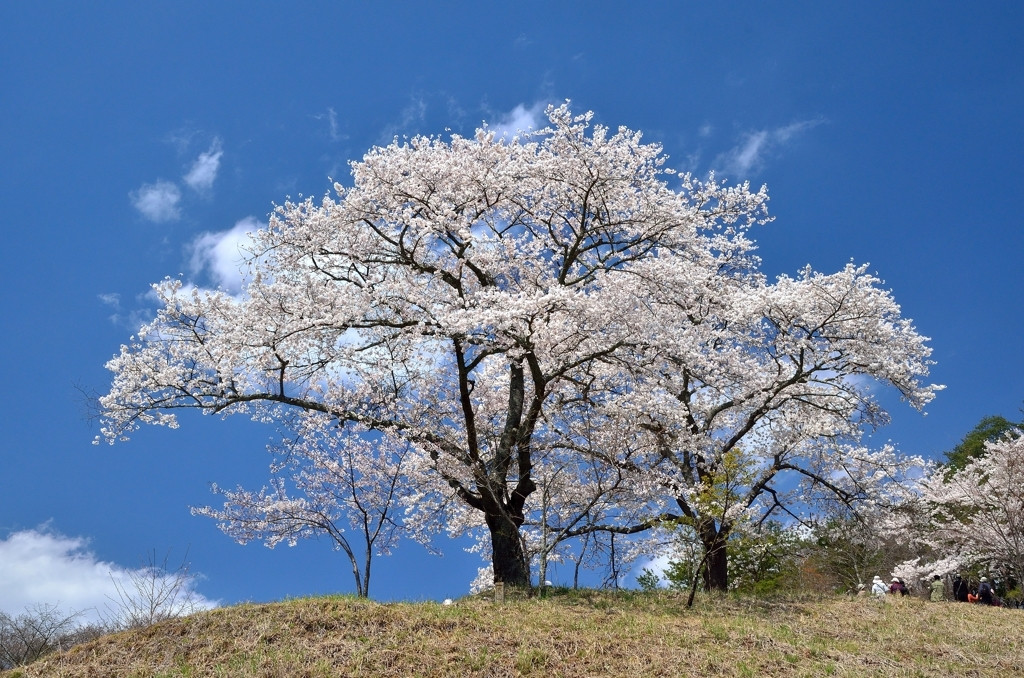 新緑と桜のコントラストが美しい！「沓掛峠の山桜」1070470